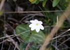 Leverbloem - wit   R.Eveleens